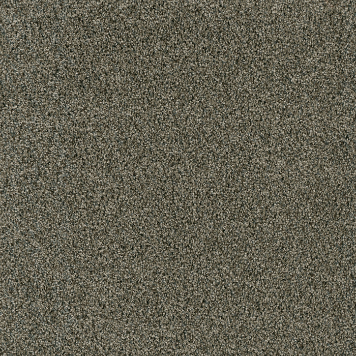 Acclaim Polyester Midnight Shadow 427 Carpet Textured 1