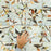 Tiffany Porcelain Decor Tile Mixed 8