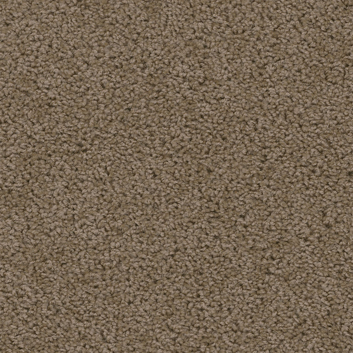 Sweepstakes Polyester Taupe 565 Carpet Textured 1