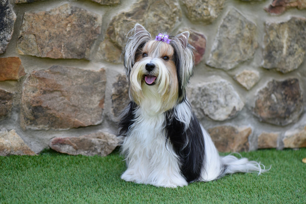 K9 Village Park Lime  Polypropylene Turf - Urethane