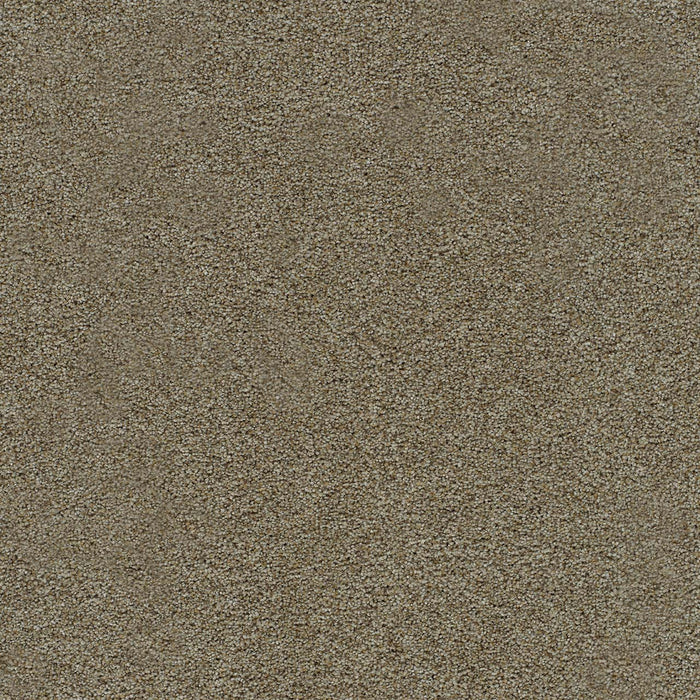 Morning Glory I Polyester Sparrow 2565 Carpet Textured 1