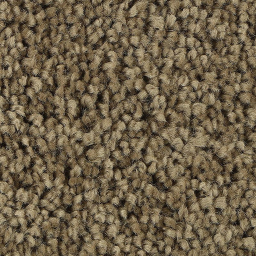 Soft Outlook November Foliage 876