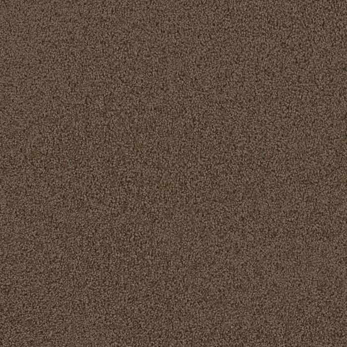 First Step Polyester Barnwood 550 Carpet Textured 1