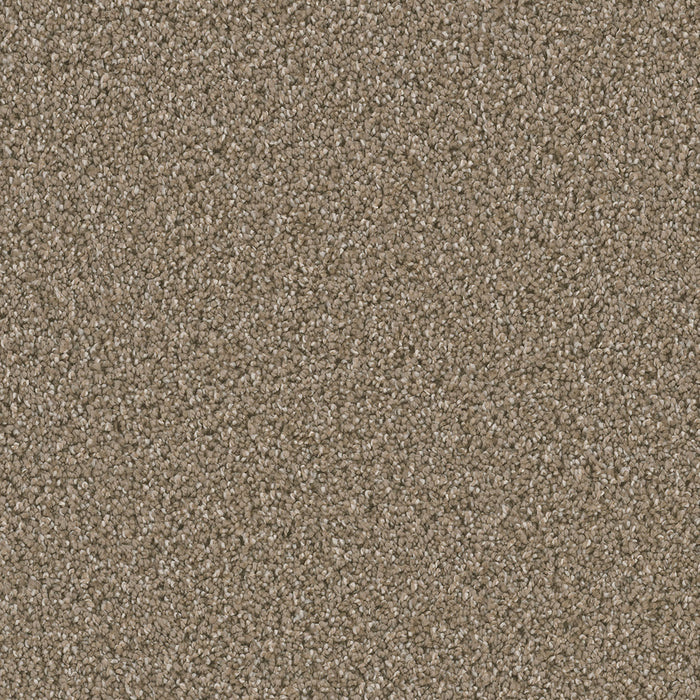 Dazzling Polyester Acorn 858 Carpet Textured 1