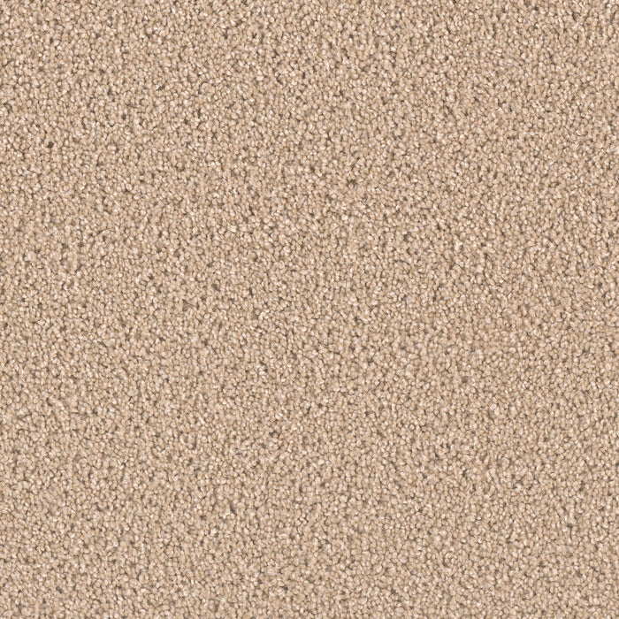 Exceptional II Polyester Cashmere 580 Carpet Textured 1
