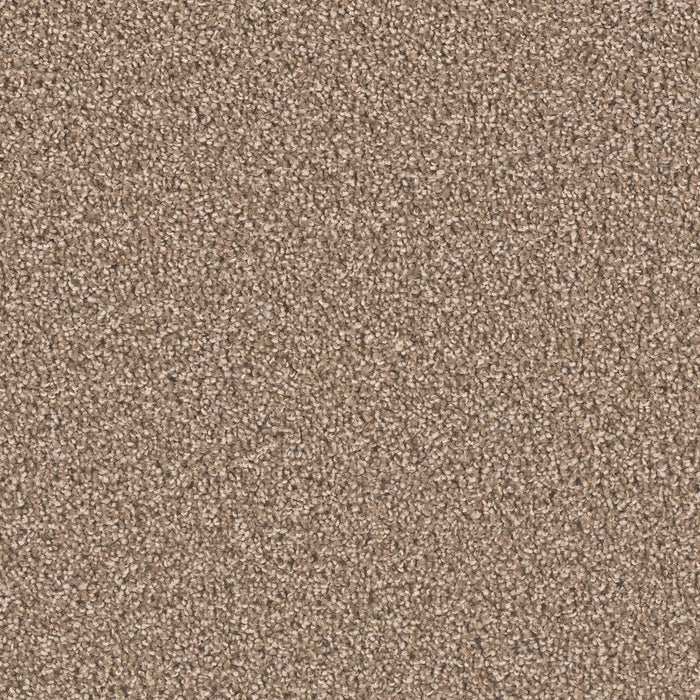 Exceptional II Polyester Dove 725 Carpet Textured 1