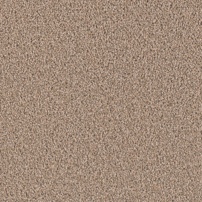 Exceptional II Polyester Tigris 770 Carpet Textured 1