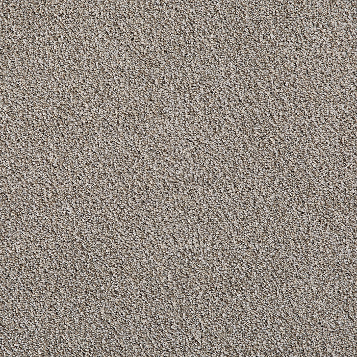 Pretty Penny II Polyester Spotlight 4334 Carpet Textured 1