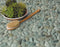 Botanny Bay Pebbles Sea Green Natural Stone Q107