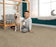 Hampshire Solution Dyed Polyes Putty 60251 Carpet HMSHR Plush 3