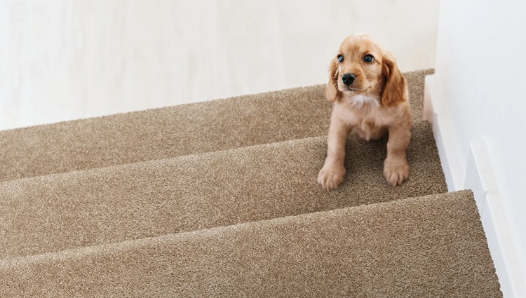 Henry Solution Dyed Polyes Golden Sand 82451 Carpet HENRY Plush 3