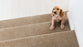 Henry Solution Dyed Polyes Golden Sand 82451 Carpet HENRY Plush 3