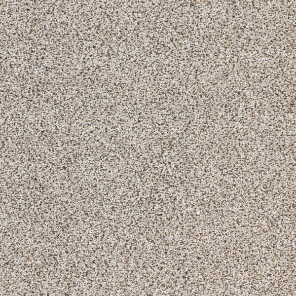 Intrigue Polypropylene Allure Carpet Textured 1
