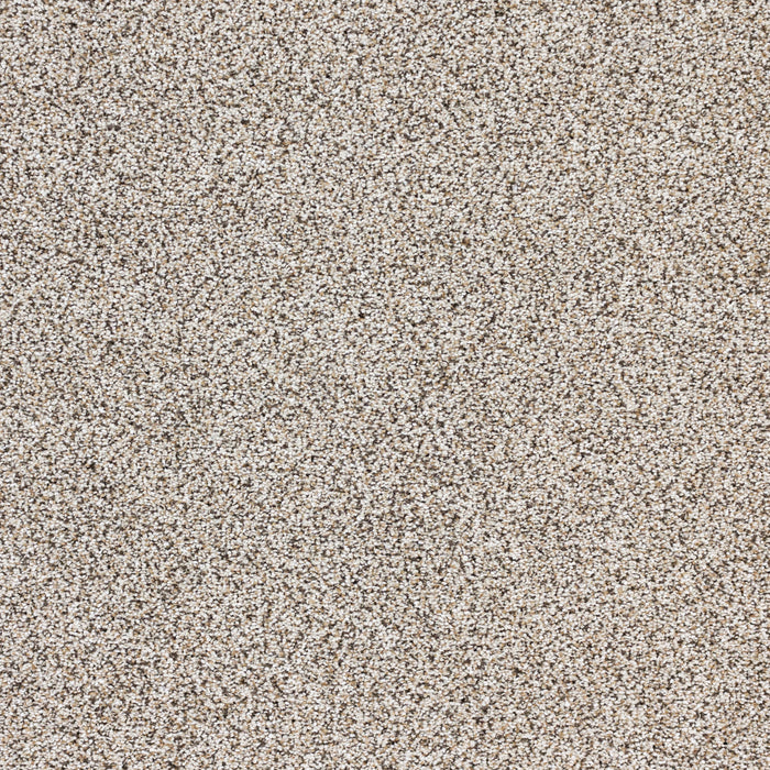 Intrigue Polypropylene Allure Carpet Textured 2