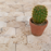 Travertine Tiramisu Braid Mosaic Honed 3