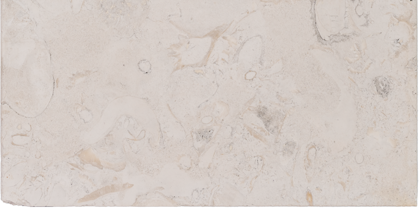 Limestone Shell Beach Bullnose Coping Brushed 1