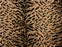 King Tiger Polypropylene Bronze 97167 Carpet Pattern 1