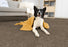 Leland Solution Dyed Polyes Elk 25111 Carpet LELAN Plush 3