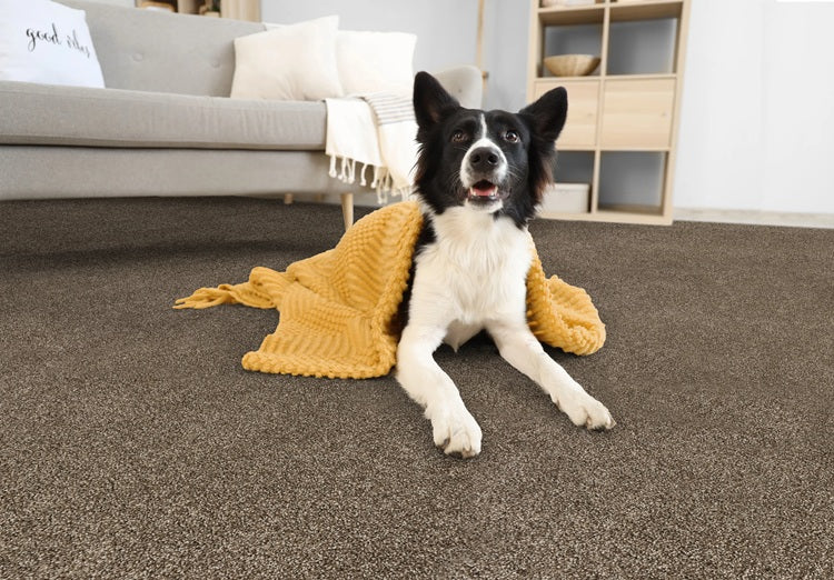 Leland Solution Dyed Polyes Elk 25111 Carpet LELAN Plush 3