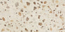 Curation Porcelain Stucco Splatter CA13 Tile Polished 1