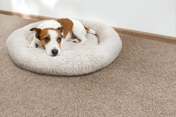 Noble Solution Dyed Polyes Caramel 25245 Carpet NOBL Loop 2