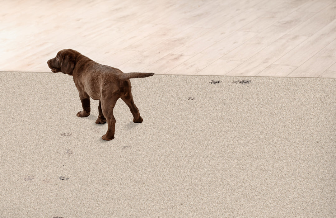 Quest Plush I Polyester Limestone 39052 Carpet Textured 2