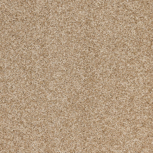 Radiant Beauty Polypropylene Ambience Carpet Textured 1