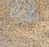 Sea Dorf Polished Granite Tile - 12" x 12" x 3/8"