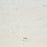 Full Tile Sample - Ocean Reef Shellstone Limestone Tile - 12" x 12" x 2 CM Polished