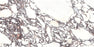 Full Tile Sample - Touche Rubis Porcelain Tile - 24" x 48" x 9 MM Matte