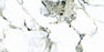 Full Tile Sample - Touche Jade Porcelain Tile - 24" x 48" x 9 MM Matte