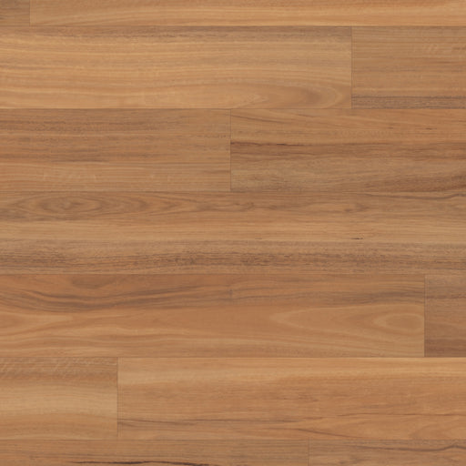 Van Gogh Northern Spotted Gum 