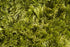 Wool 4705 Area Rug Textured 3