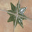 Kings Porcelain Nonna with Sage Star Tile Mixed 11