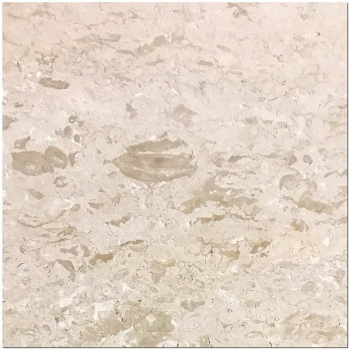 Full Tile Sample - Shell Stone Limestone Tile - 24" x 24" x 3/4" Polished