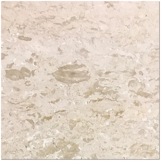 Full Tile Sample - Shell Stone Limestone Tile - 24" x 24" x 1/2" Polished