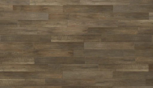 Adura Max Plank (MAX) Calico Sable MPB762