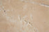 Walnut Cross Cut Chiseled, Unfilled & Honed Travertine Tile