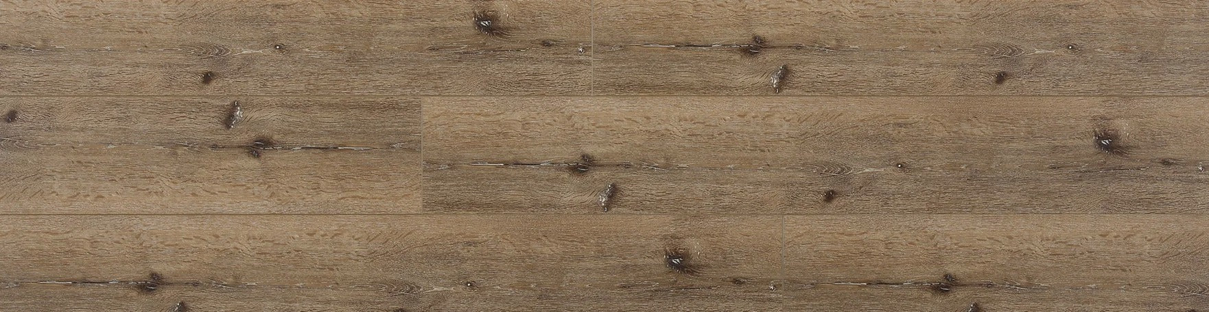 Great Oregon Oak Holm Oak REOR2302