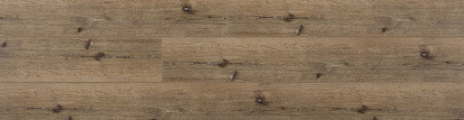 Great Oregon Oak Holm Oak REOR2302