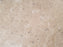 Sinai Cream Marble Polished Tile - 12" x 12"