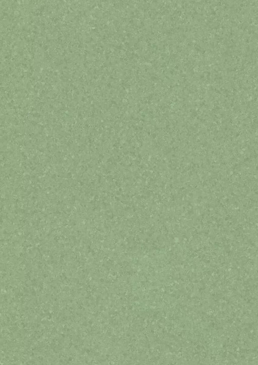 Melodia Aloe Plant 21020976