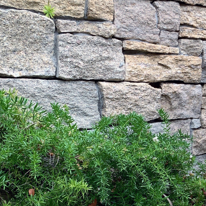 Natural Cleft Face, Gauged Back Tigerskin Yellow Granite Ledgestone - 8" x 24"