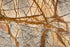 Full Tile Sample - Cafe Forest Marble Tile - 12" x 12" x 3/8" Polished