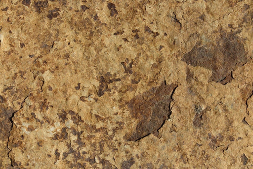 Full Tile Sample - Carioca Gold Slate Tile - 12" x 24" x 5/8" Natural Cleft Face, Gauged Back