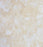 Jerusalem Gold Dark Limestone Coping - 12" x 16" x 2" Brushed