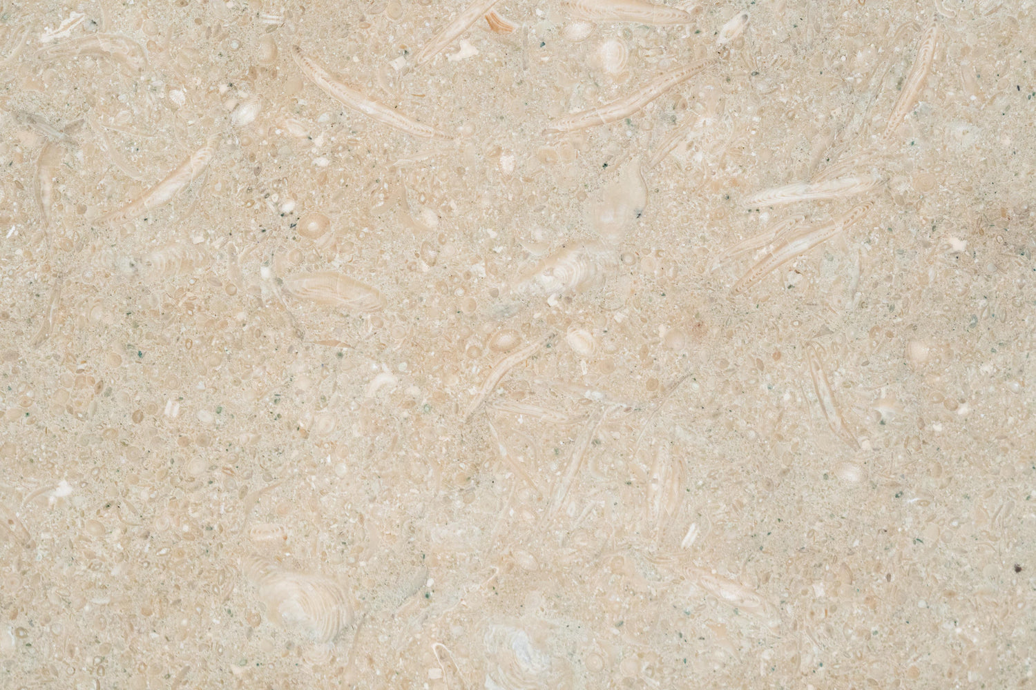 Full Tile Sample - Sea Grass Limestone Tile - 18" x 18" x 3/8" Honed