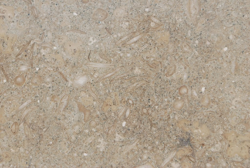 Sea Grass Limestone Tile - 12" x 12" x 1/2" Polished