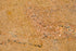 Full Tile Sample - Super Carmel Granite Tile - 12" x 12" x 3/8" Polished